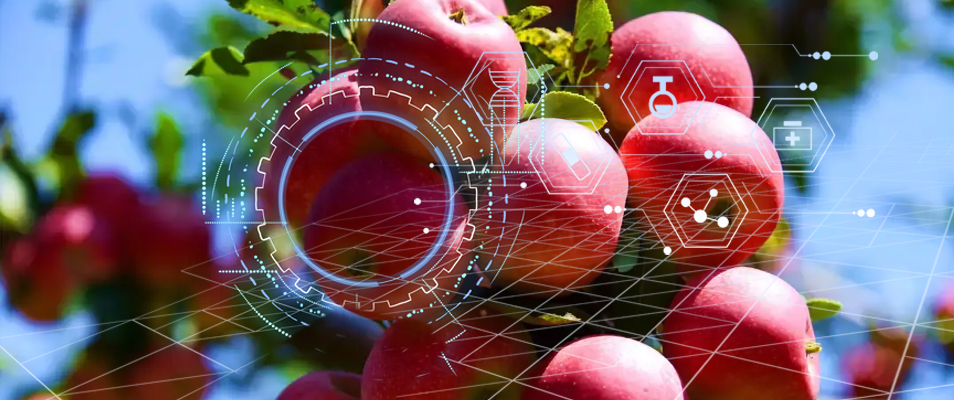 施用硅肥对‘艾山红’苹果叶片指标和果实品质的影响